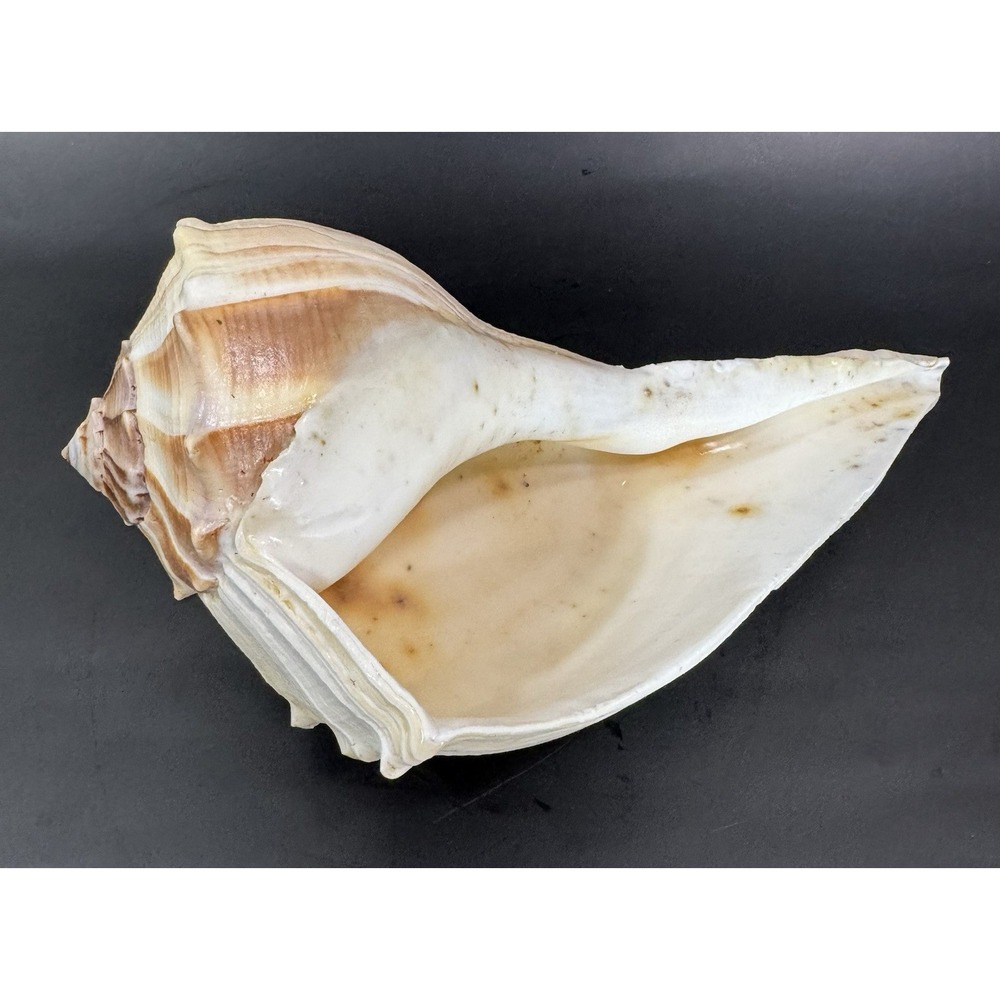 Large 12" Natural Lightning Whelk Shell Coastal Beach Nautical Ocean Decor Left - Picture 9 of 16